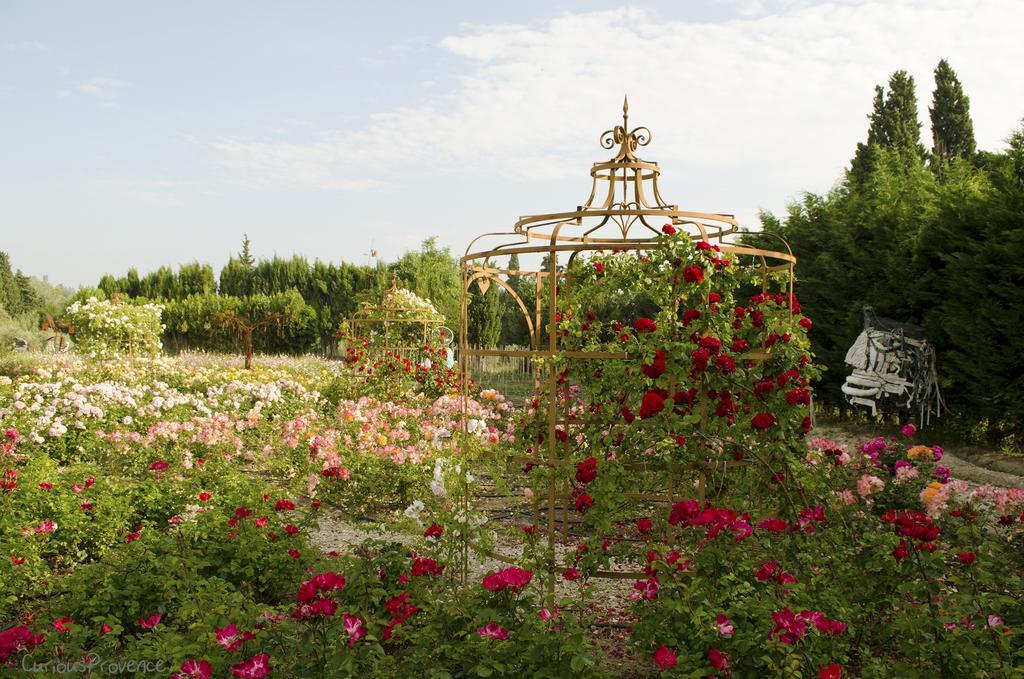 Mas Des Figues: Provençal With Pool And Organic Cuisine Saint-Remy-de-Provence