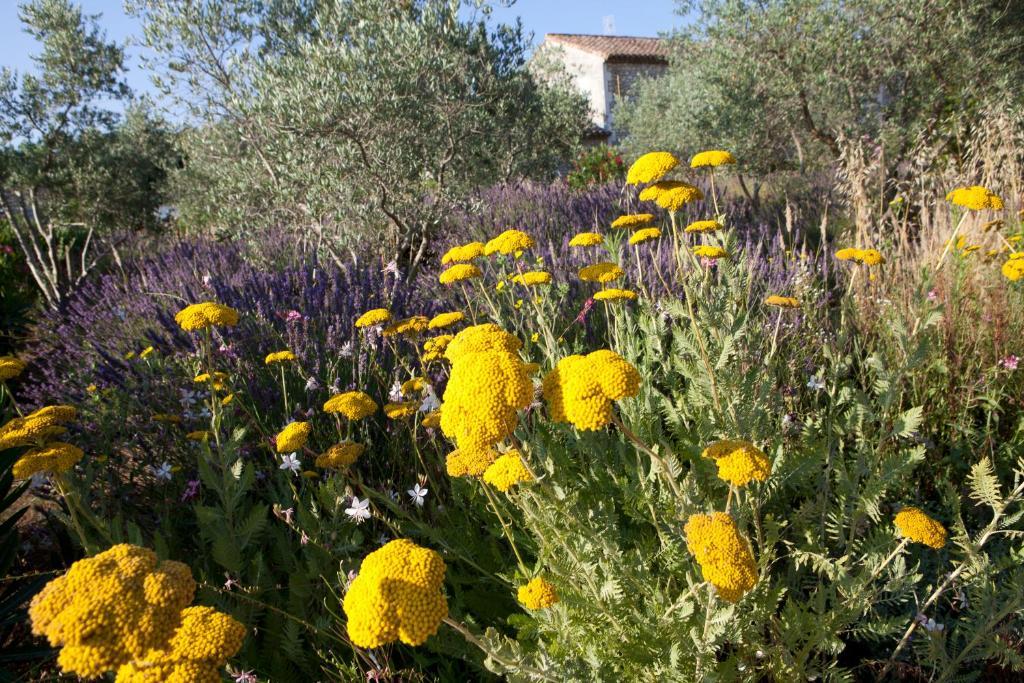 Mas Des Figues: Provençal With Pool And Organic Cuisine